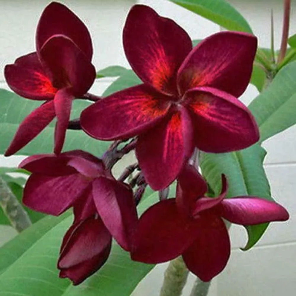 5 Dark Red Plumeria Plants Flower Flowers Perennial Seeds | www.seedsplantworld.com