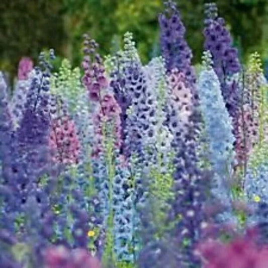 50 Giant Magic Foutain Delphinium Flower Flowers Perennial Seeds | www.seedsplantworld.com