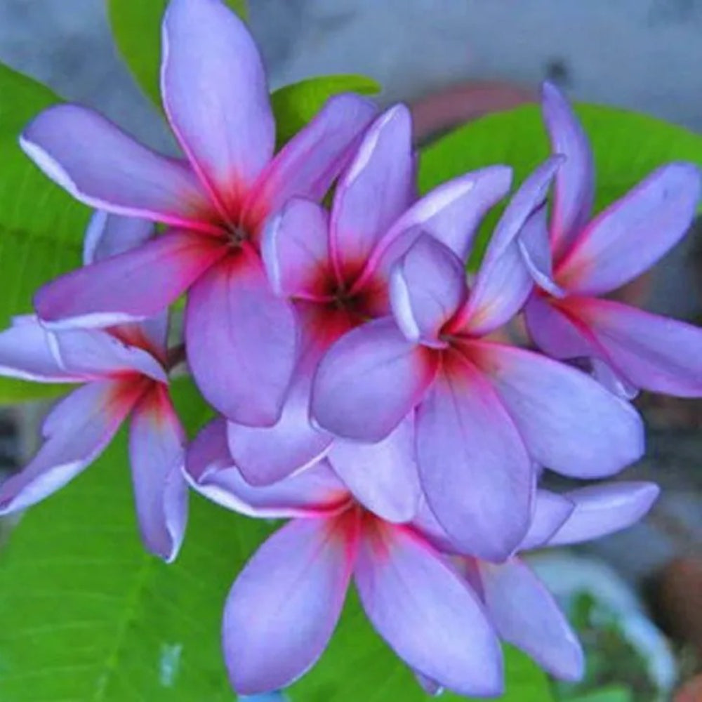 5 Light Purple Pink Plumeria Plants Flower Flowers Perennial Seeds | www.seedsplantworld.com