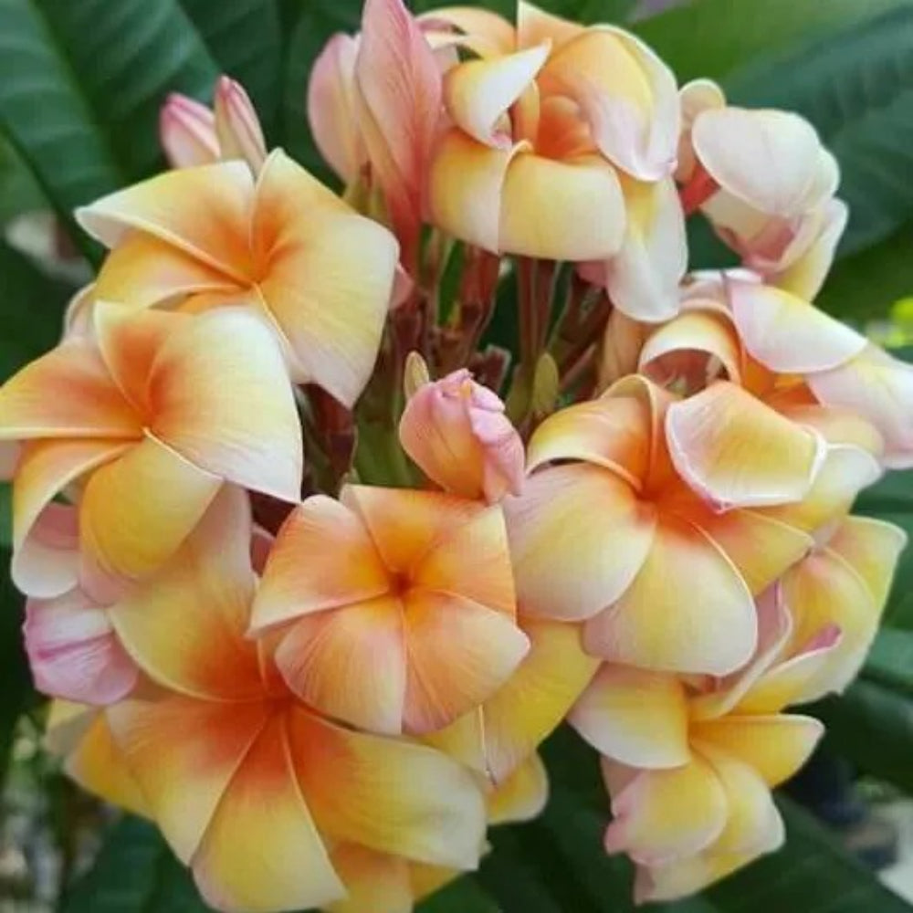 5 Yellow Orange Plumeria Plants Flower Flowers Perennial Seeds | www.seedsplantworld.com