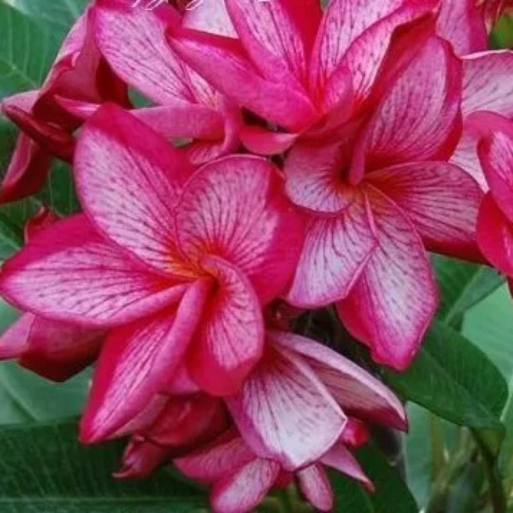 5 Pink White Plumeria Plants Flower Lei Hawaiian Perennial Seeds | www.seedsplantworld.com