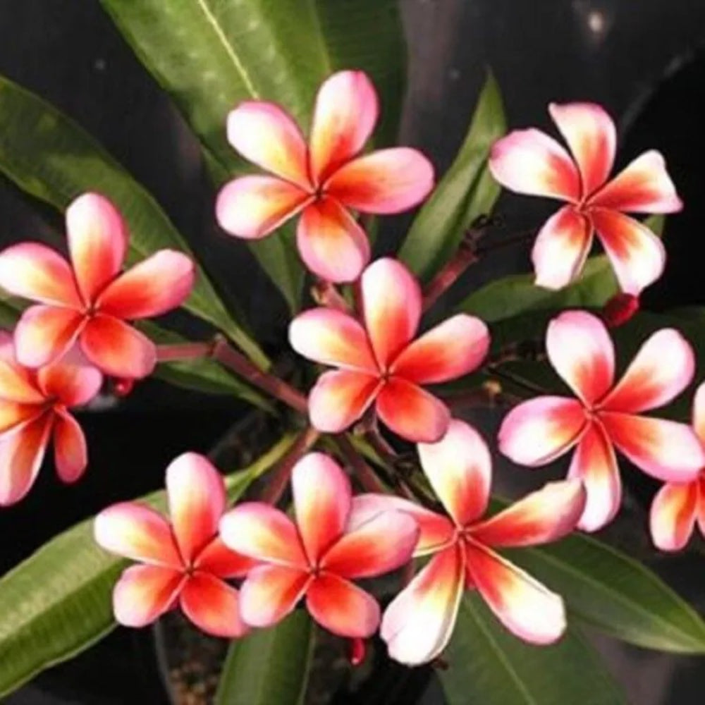 5 Red Orange Plumeria Plants Flower Flowers Perennial Seeds | www.seedsplantworld.com