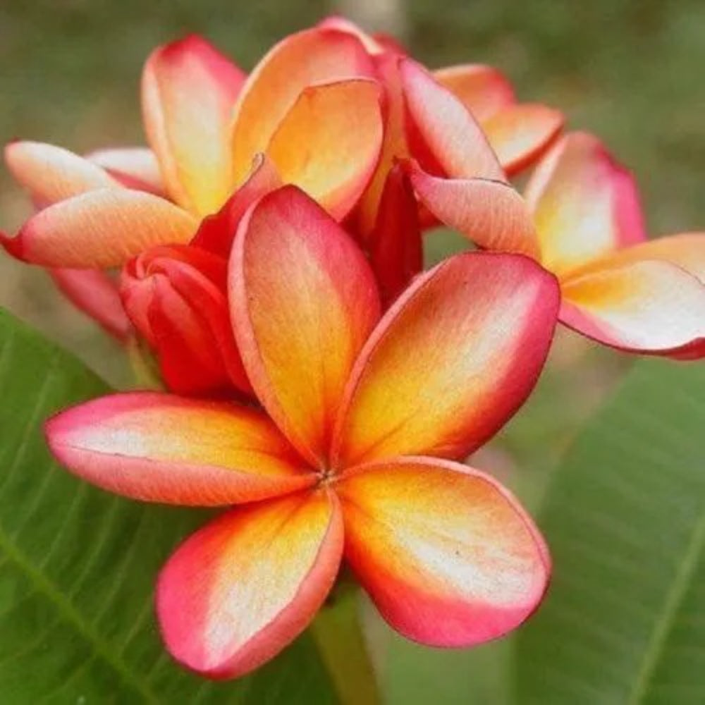 5 Orange Pink Plumeria Plants Flower Lei Hawaiian Bloom Perennial Seeds | www.seedsplantworld.com