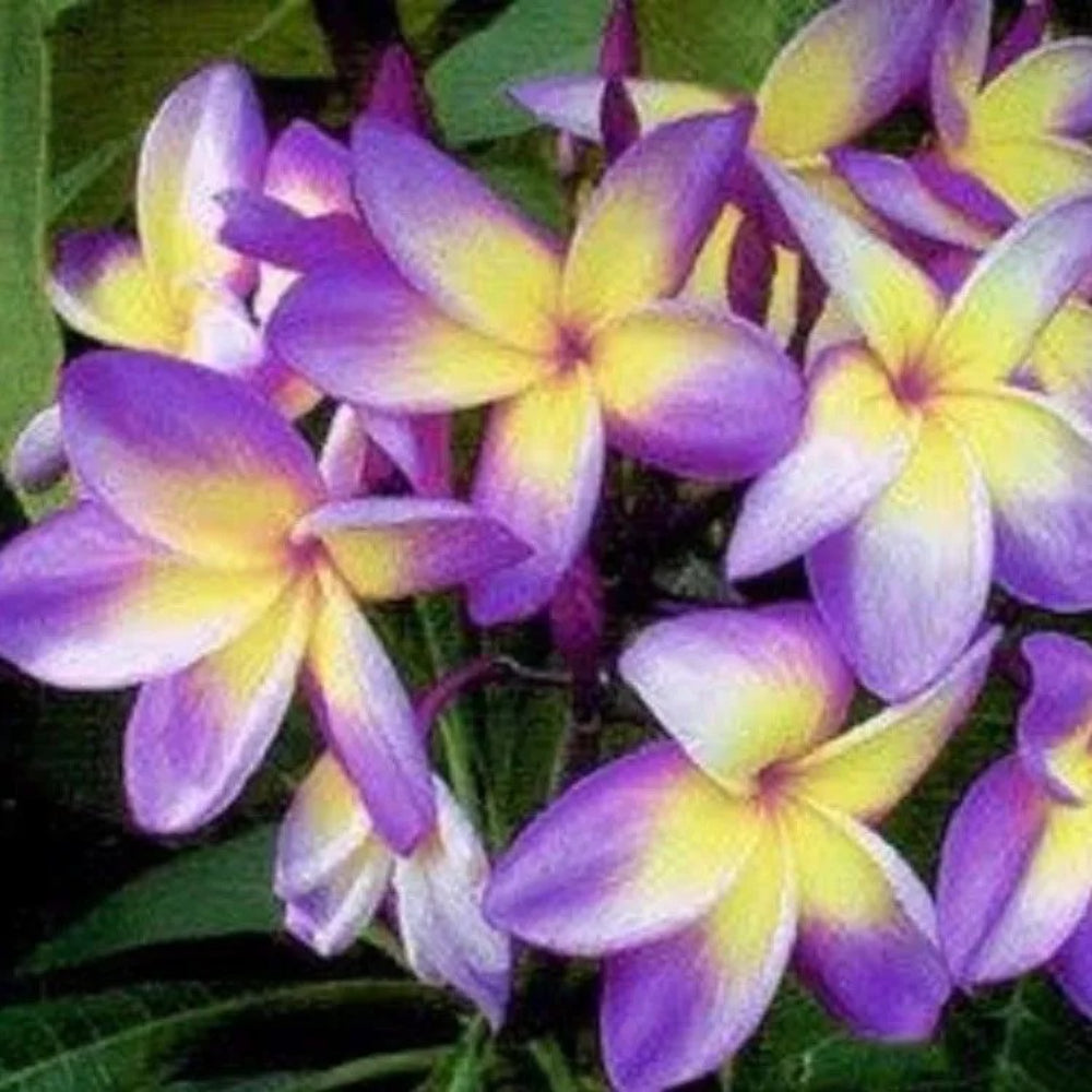 5 Yellow Purple Plumeria Plants Flower Flowers Perennial Seeds | www.seedsplantworld.com