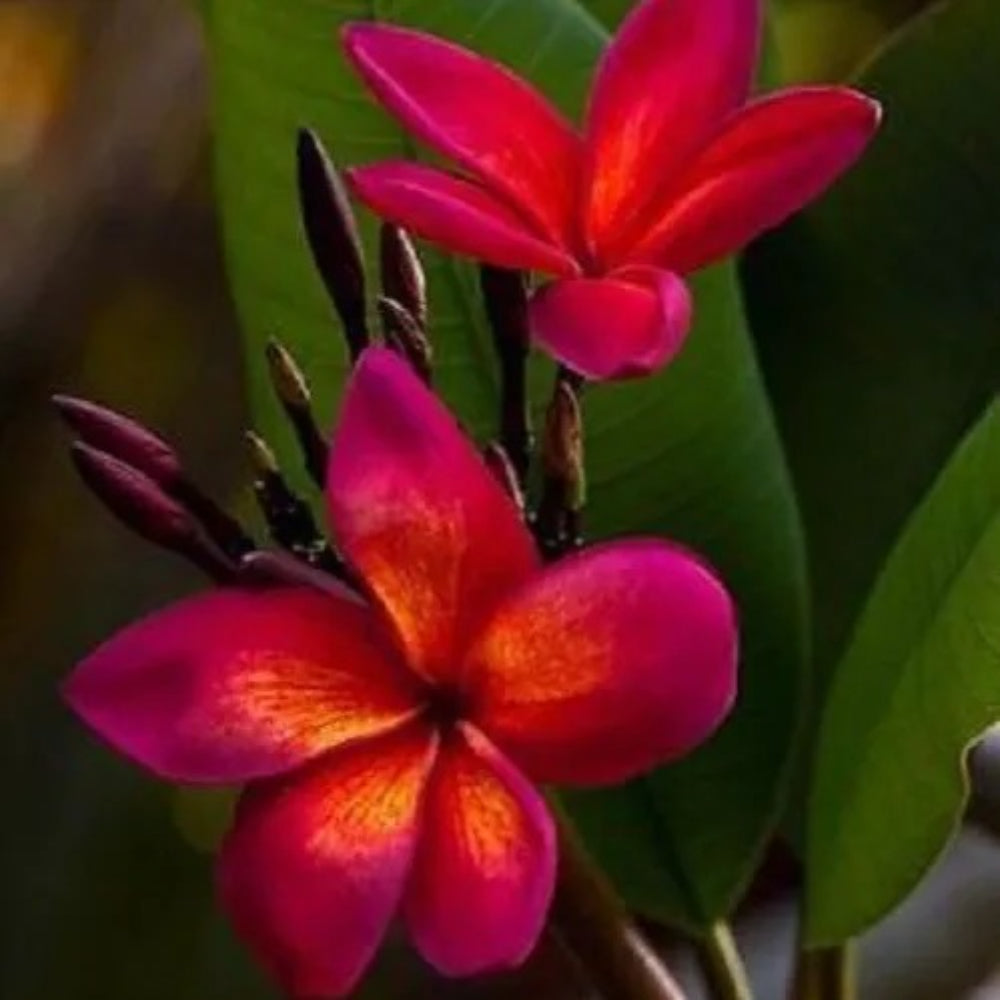 5 Dark Pink Orange Plumeria Plants Flower Flowers Bloom Perennial Seeds | www.seedsplantworld.com