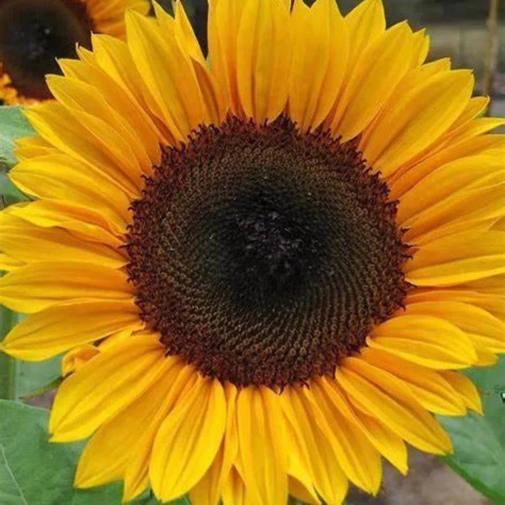 25 ProCut Horizon Sunflower Flowers Flower Sun Bloom Perennial Seeds | www.seedsplantworld.com