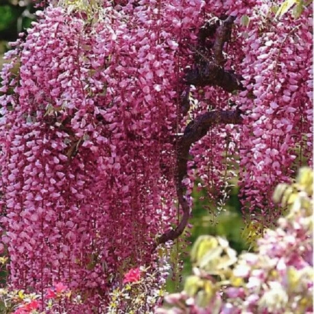 5 Bright Pink Chinese Wisteria Vine Climbing Flower Rare Perennial Seeds | www.seedsplantworld.com