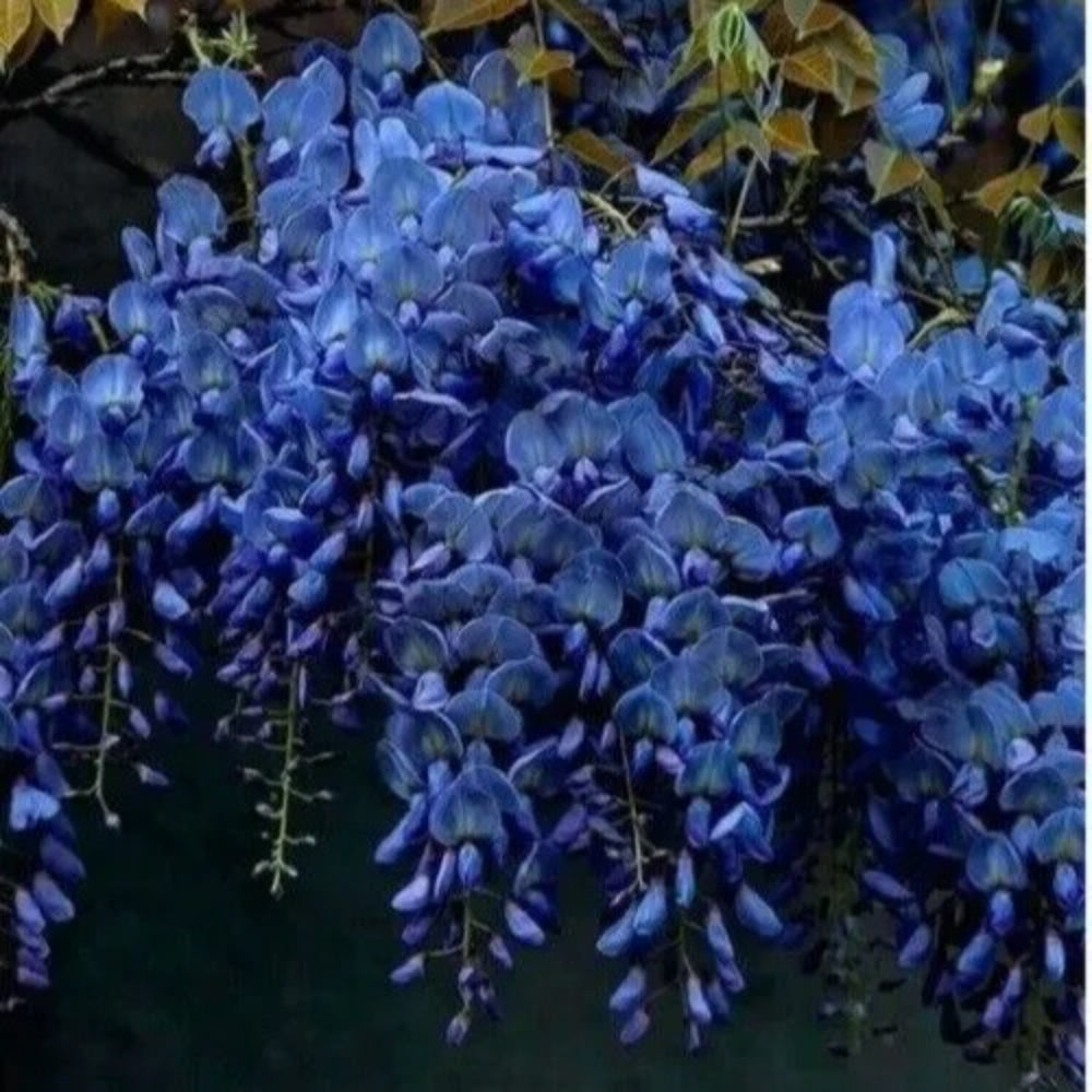 5 Dark Blue Chinese Wisteria Vine Climbing Flower Rare Perennial Seeds | www.seedsplantworld.com