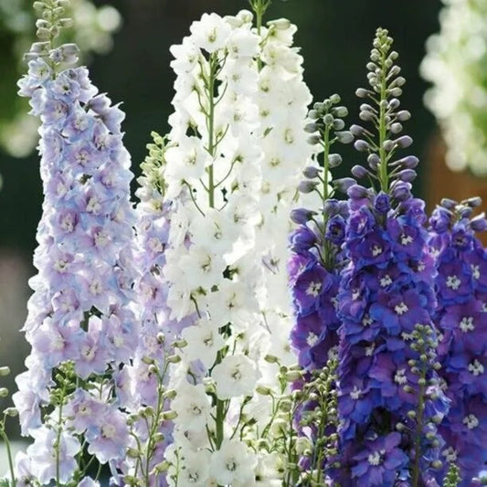 50 Lavendar Delphinium Flower Garden Flowers Perennial Seeds | www.seedsplantworld.com