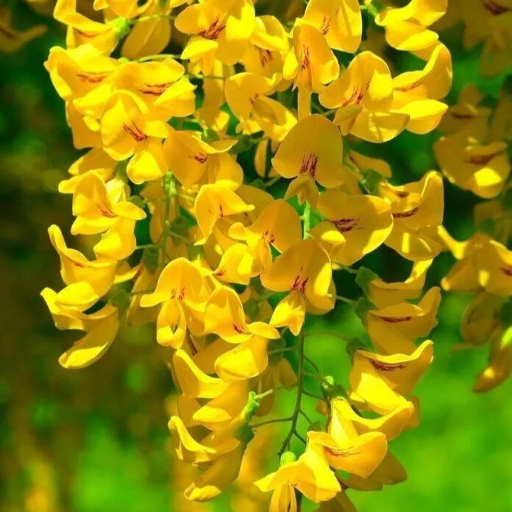 5 Golden Wisteria Vine Climbing Flower Rare Perennial Seeds | www.seedsplantworld.com