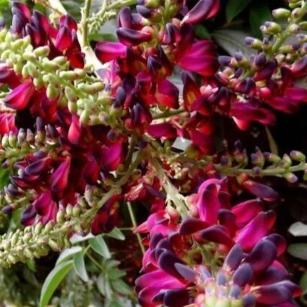 5 Red Wisteria Vine Climbing Flower Perennial Seeds | www.seedsplantworld.com