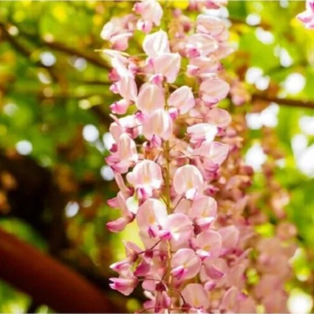 5 Silky Pink Wisteria Vine Climbing Flower Perennial Seeds | www.seedsplantworld.com