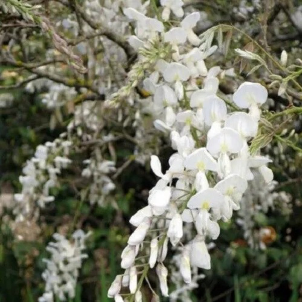 5 Silky White Wisteria Vine Climbing Flower Perennial Seeds | www.seedsplantworld.com