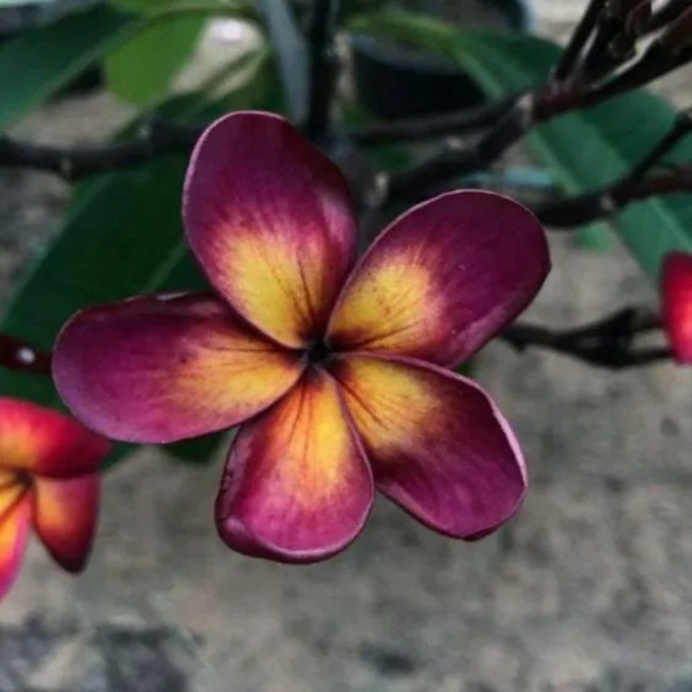 5 Dark Purple Yellow Plumeria Plants Flower Flowers Perennial Seeds | www.seedsplantworld.com