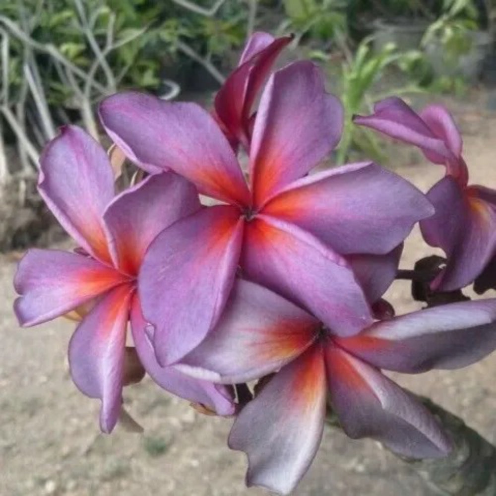 5 Purple Red Plumeria Plants Flower Flowers Perennial Seeds | www.seedsplantworld.com