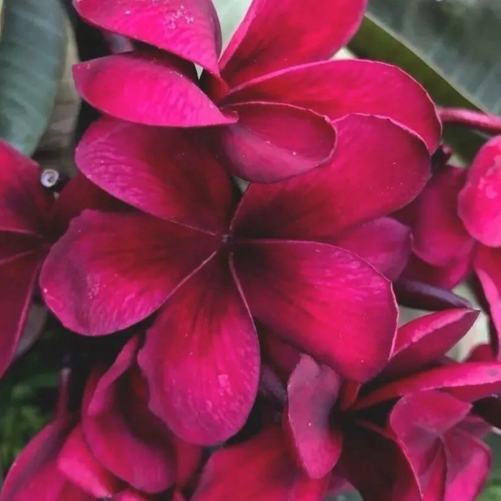 5 Birght Pink Plumeria Plants Flower Flowers Perennial Seeds | www.seedsplantworld.com