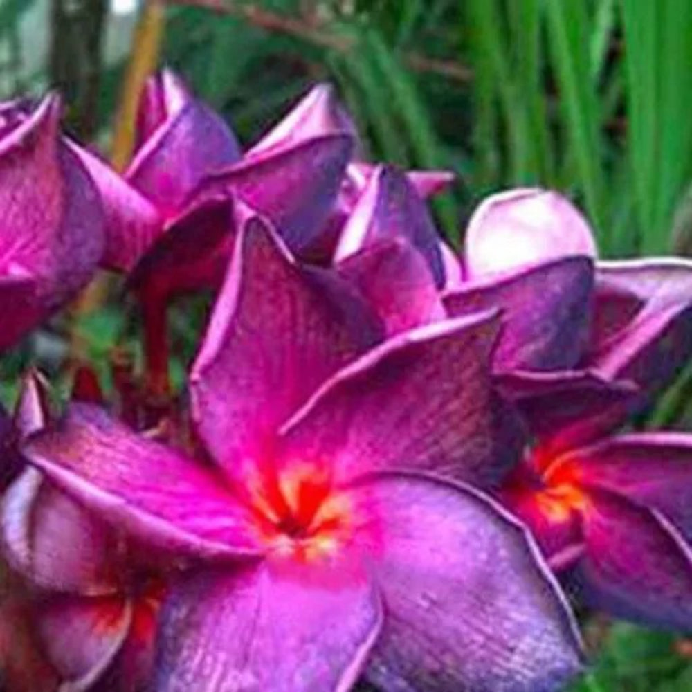 5 Bright Purple Pink Plumeria Plants Flower Flowers Perennial Seeds | www.seedsplantworld.com