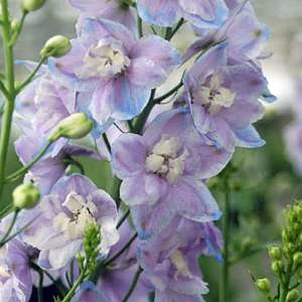 50 Guardian Mix Delphinium Flower Garden Flowers Perennial Seeds | www.seedsplantworld.com