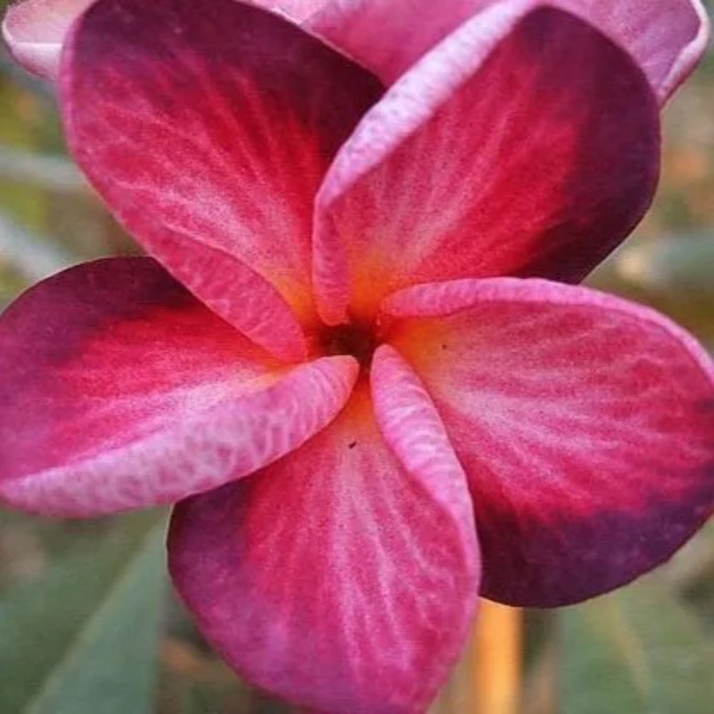 5 Bright Pink Purple Plumeria Plants Flower Flowers Perennial Seeds | www.seedsplantworld.com