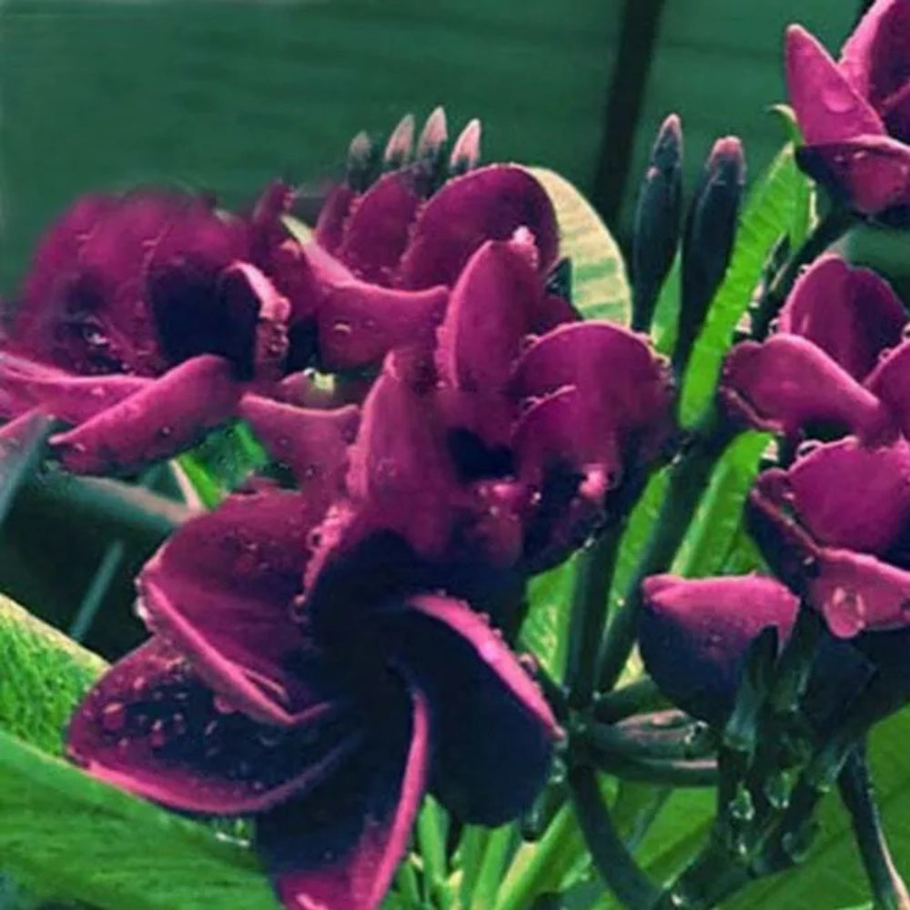 5 Dark Purple Plumeria Plants Flower Flowers Perennial Seeds | www.seedsplantworld.com