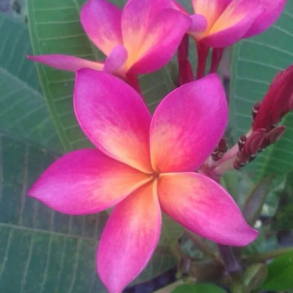 5 Blue Yellow Plumeria Plants Flower Flowers Perennial Seeds | www.seedsplantworld.com