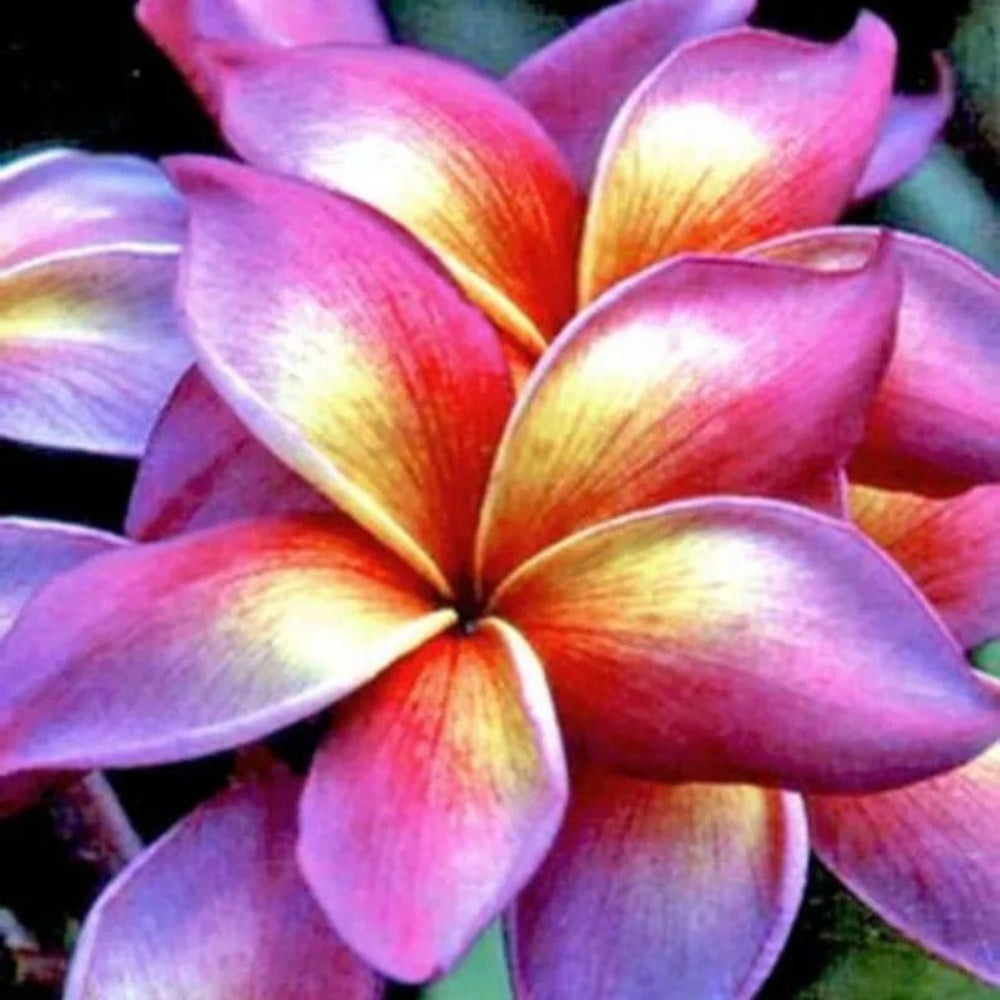 5 Bright Pink Yellow Orange Plumeria Plants Flower Perennial Seeds | www.seedsplantworld.com