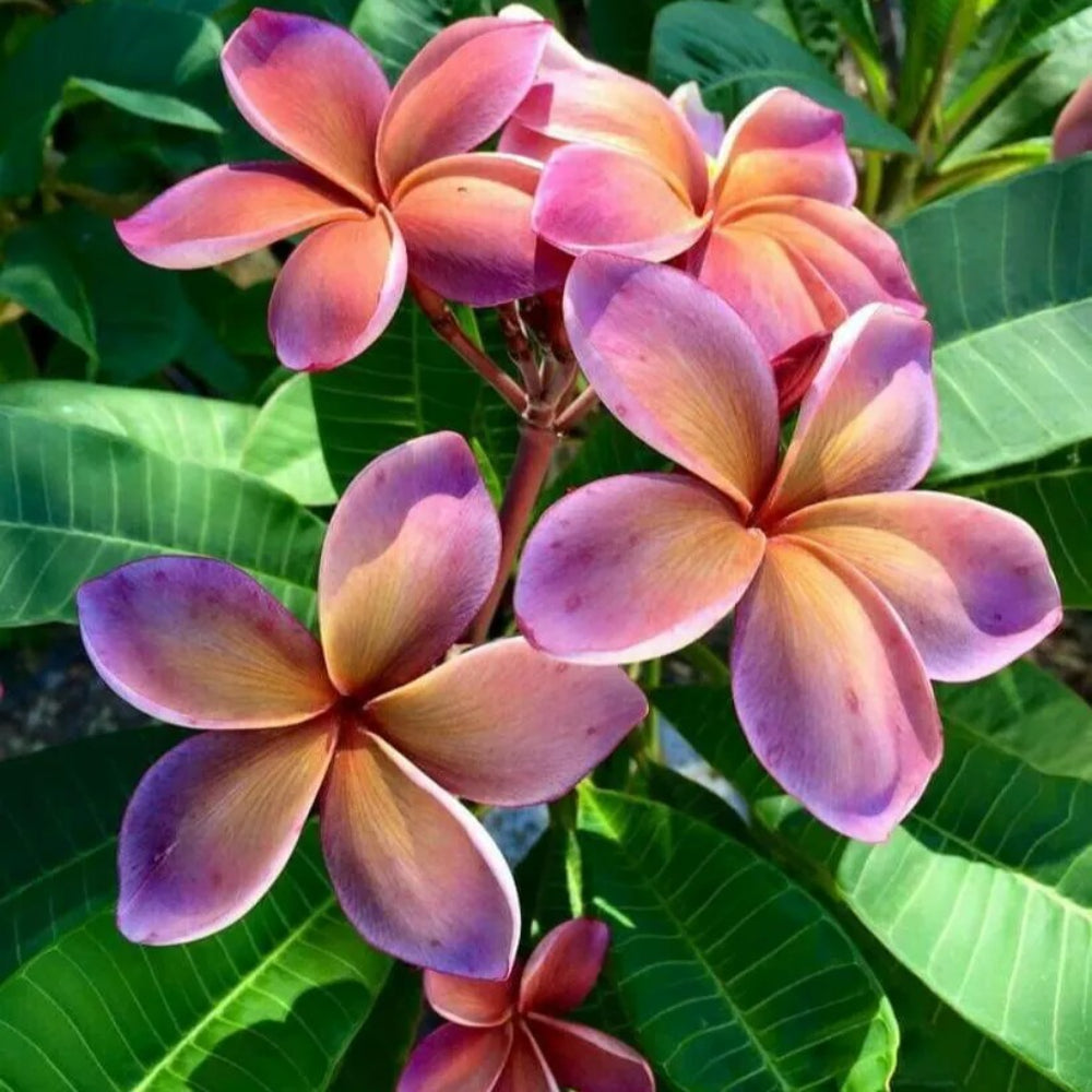 5 Pink Orange Plumeria Plants Flower Flowers Perennial Seeds | www.seedsplantworld.com