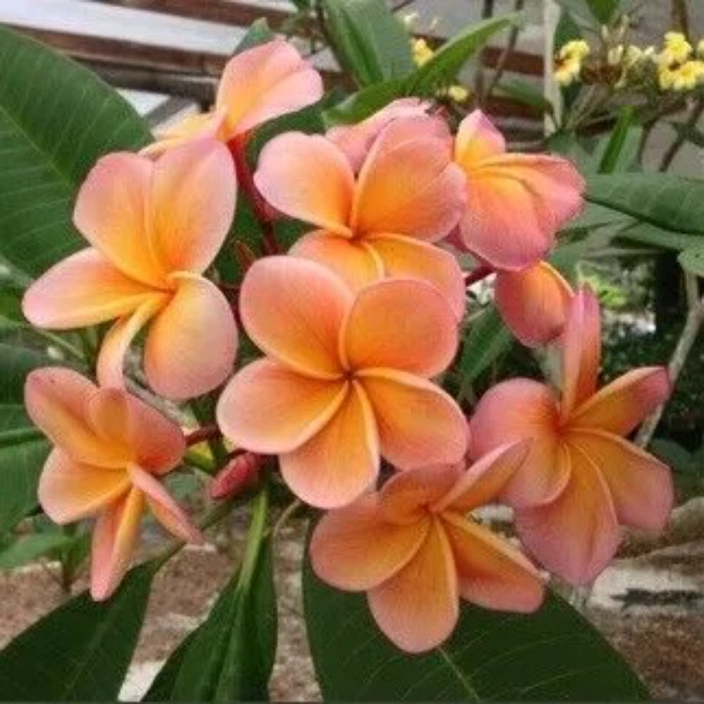 5 Light Pink Orange Plumeria Plants Flower Flowers Perennial Seeds | www.seedsplantworld.com