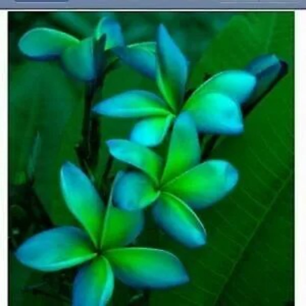 5 Blue Green Plumeria Plants Flower Flowers Perennial Seeds | www.seedsplantworld.com