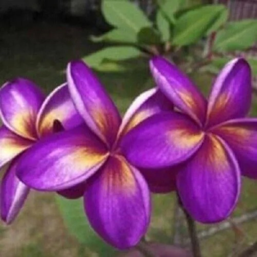 5 Purple Yellow Plumeria Plants Flower Flowers Perennial Seeds | www.seedsplantworld.com