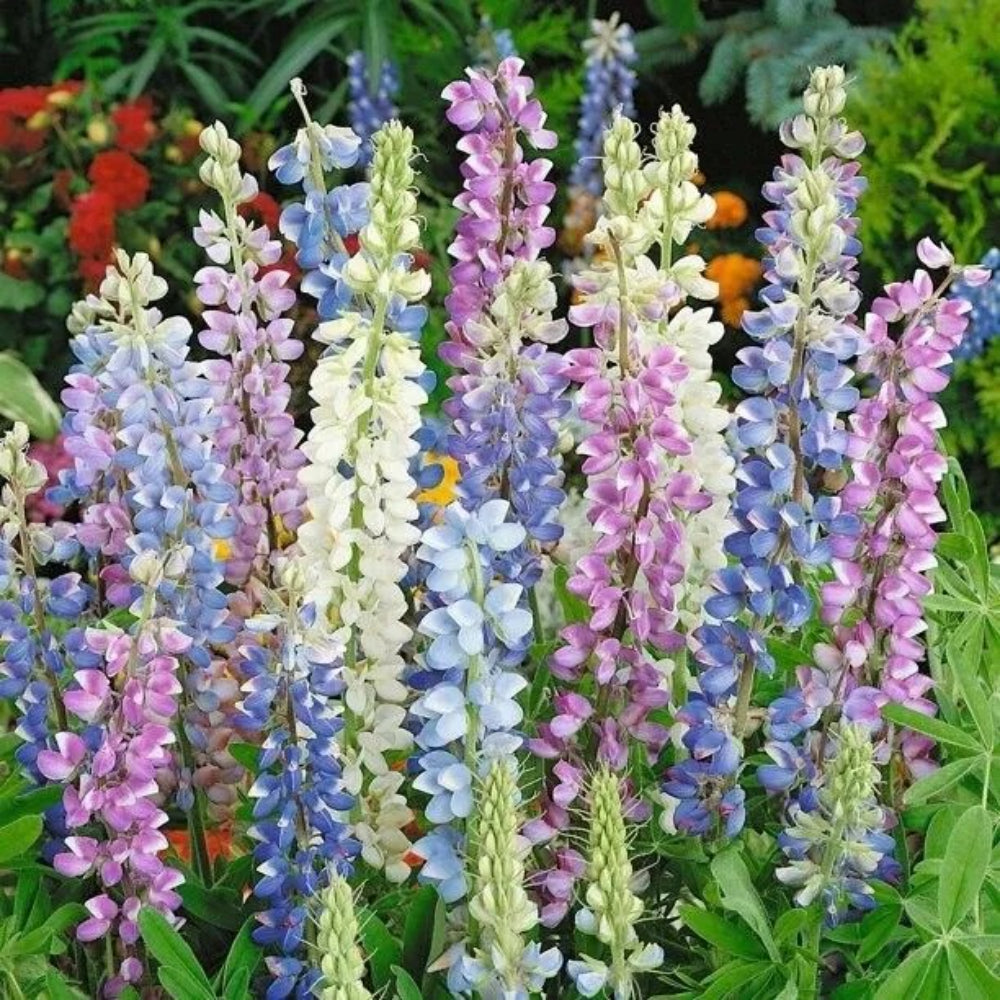 50 Hatwegii Mix Delphinium Flower Garden Flowers Perennial Seeds | www.seedsplantworld.com