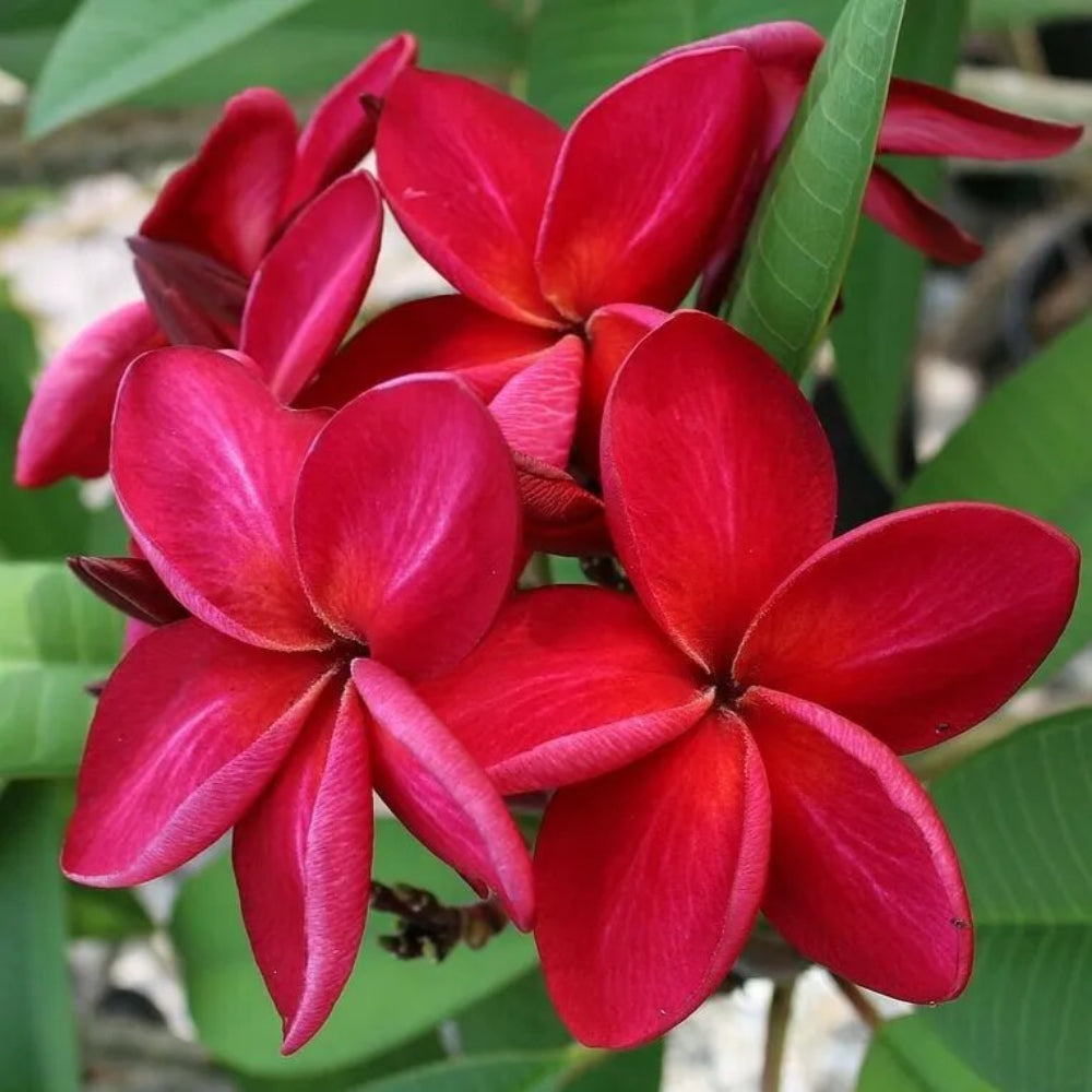 5 Bright Red Plumeria Plants Flower Lei Hawaiian Bloom Perennial Seeds | www.seedsplantworld.com