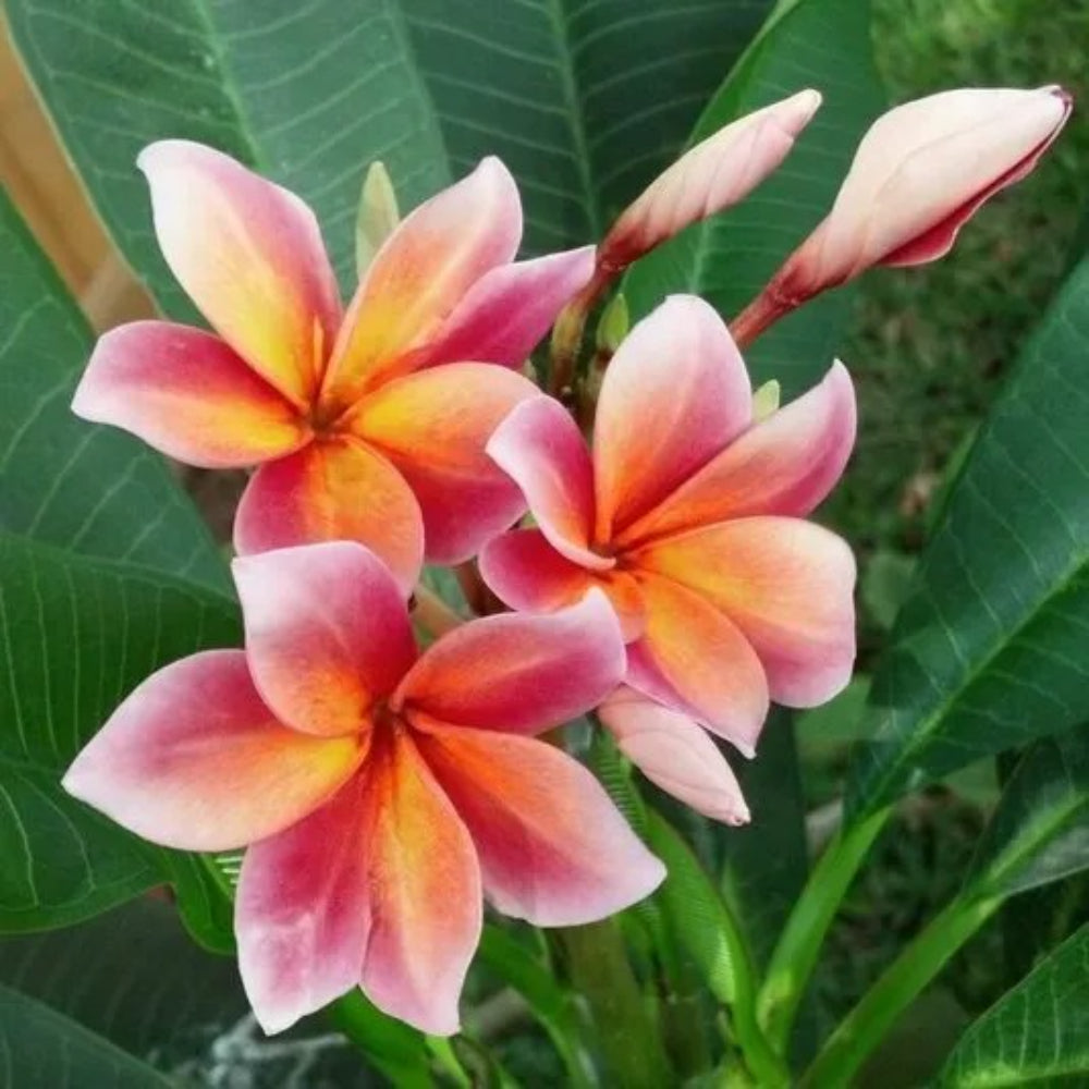 5 Orange Pink Plumeria Plants Flower Lei Hawaiian Perennial Seeds | www.seedsplantworld.com