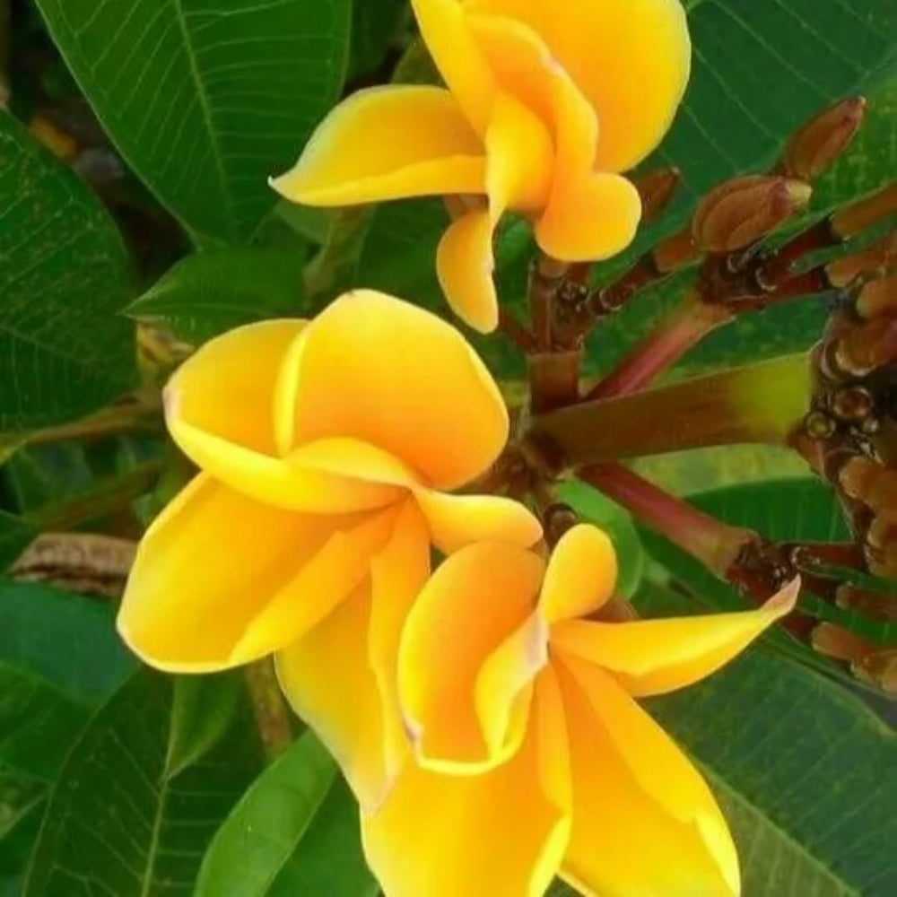 5 Bright Yellow Plumeria Flower Flowers Bloom Perennial Seeds | www.seedsplantworld.com