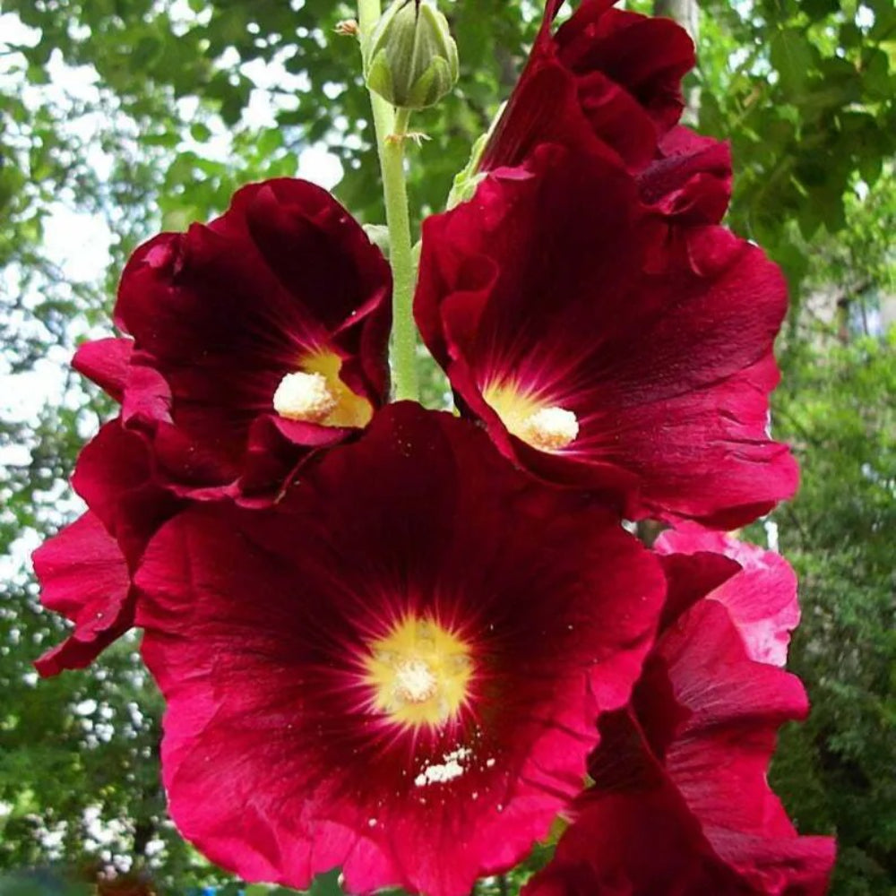 25 Burgundy Red Hollyhock Flower Flowers Perennial Seeds | www.seedsplantworld.com