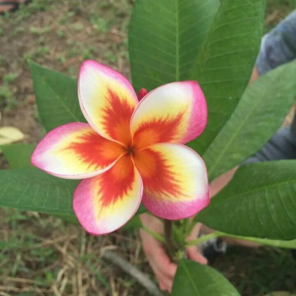 5 Orange Yellow Pink Plumeria Plants Flower Perennial Seeds | www.seedsplantworld.com