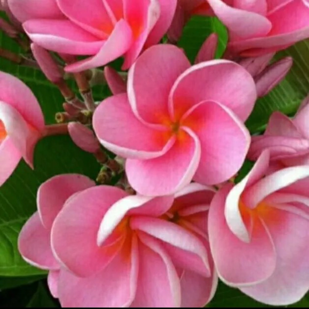 5 Pink Plumeria Plants Flower Lei Hawaiian Flowers Perennial Seeds | www.seedsplantworld.com