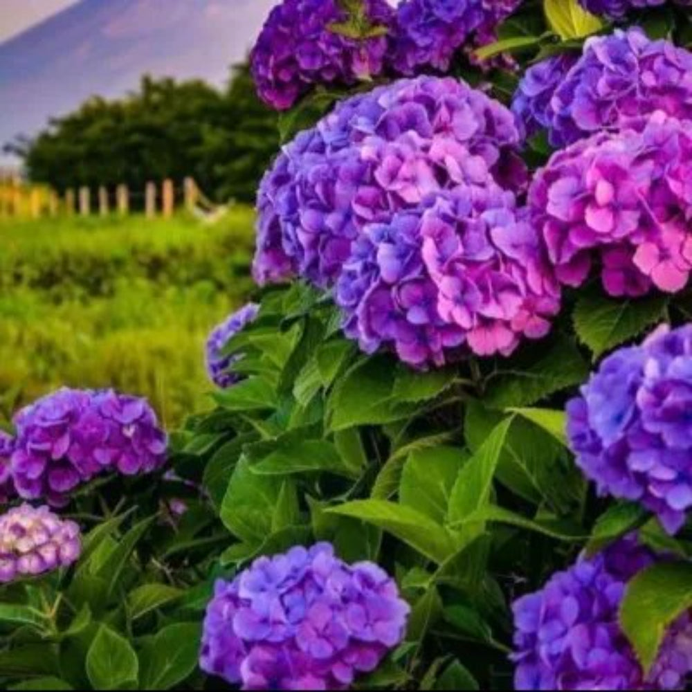 5 Dark Purple Hydrangea Hardy Garden Shrub Bloom Flower Perennial Seeds | www.seedsplantworld.com