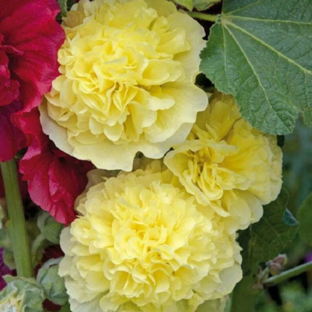 25 Golden Yellow Hollyhock Flower Flowers Perennial Seeds | www.seedsplantworld.com