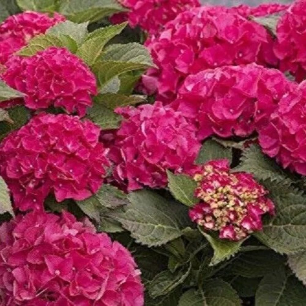 5 Paris Hydrangea Hardy Garden Shrub Flower Bush Bloom Perennial Seeds | www.seedsplantworld.com