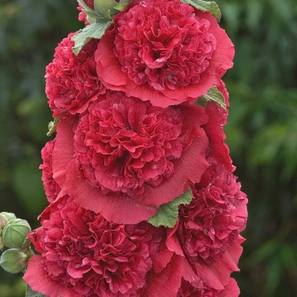 25 Double Rosey Red Hollyhock Giant Flower Garden Plant Perennial Seeds | www.seedsplantworld.com