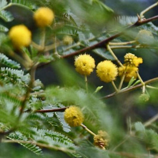 5 Acacia Nilotica Gum Arabic Seeds For Planting | www.seedsplantworld.com