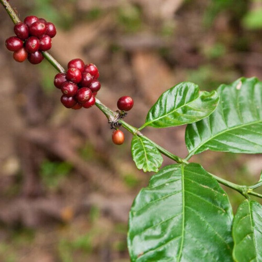Canephora 5 Coffea Robusta Syn Canephora Robusta Coffee Seeds For Planting ...