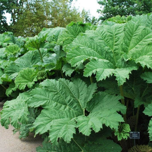 5 Gunnera Manicata Giant Umbrella Plant Seeds For Planting | www.seedsplantworld.com