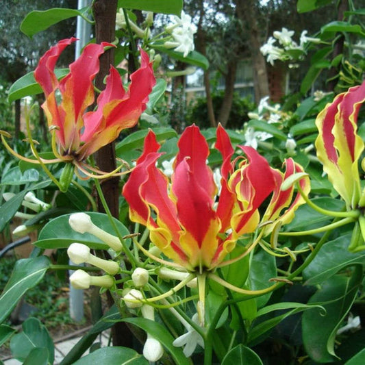 5 Gloriosa Superba Gloriosa Lily Vine Seeds For Planting | www.seedsplantworld.com