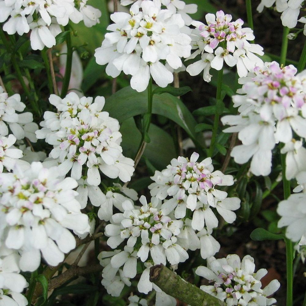 10 Iberis Sempervirens Perennial Candytuft Seeds For Planting | www.seedsplantworld.com