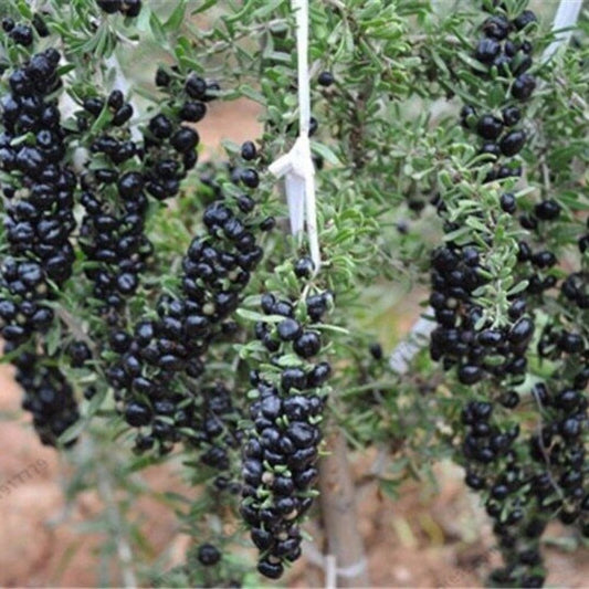 10 Lycium Ruthenicum Black Goji Berry Shrub Seeds For Planting | www.seedsplantworld.com