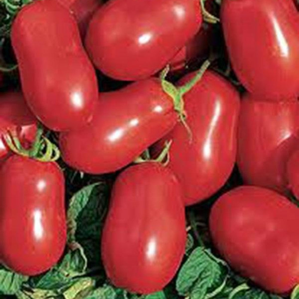 100 Roma Italian Tomato Heirloom NON-GMO Vegetable Seeds | www.seedsplantworld.com