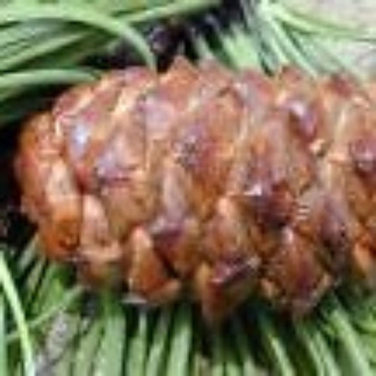 5 Pinus Pinaster Pine Tree Seeds For Planting | www.seedsplantworld.com