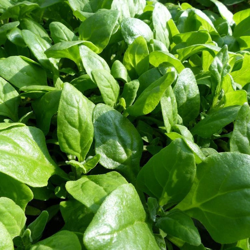 200 New Zealand Spinach Bulk NON-GMO Heirloom Vegetable Seeds | www.seedsplantworld.com